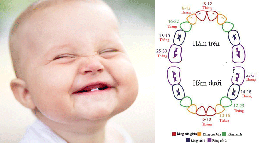 Mỗi một thời kỳ bé sẽ mọc răng ở mỗi vj trí khác nhau cho tới khi hoàn thiện răng bé