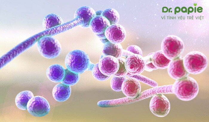 Nấm Candida thuộc dạng vi nấm - là nguyên nhân gây nấm miệng ở trẻ em