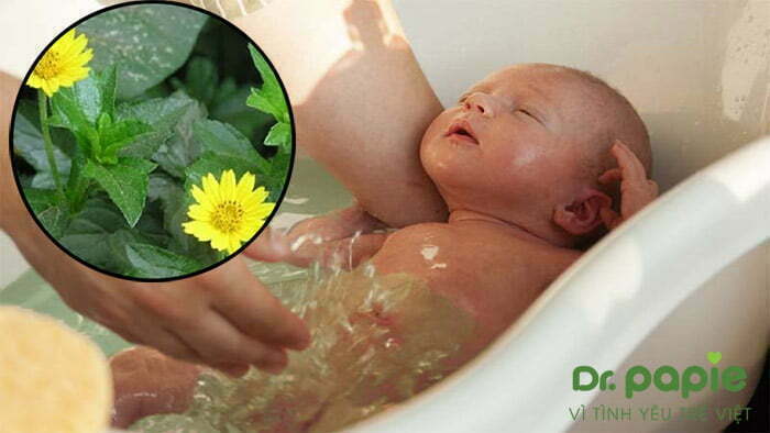 Tắm cho trẻ sơ sinh bị rôm sảy bằng lá sài đất