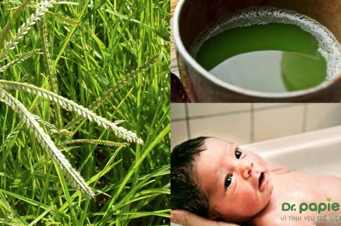 Cỏ mần trầu là loại cỏ phổ biến nước ta thường được các mẹ sử dụng để trị hăm cho con