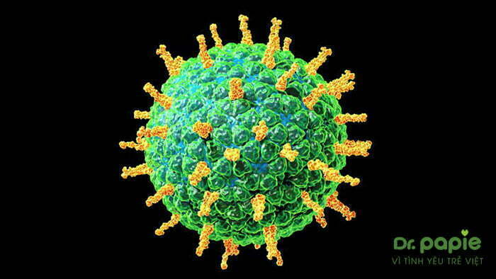 Virus Rotavirus là virus khiến trẻ bị sốt siêu vi tiêu chảy