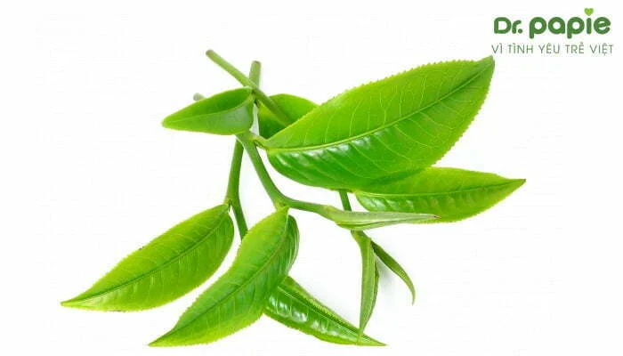 Lá trà xanh chữa nấm miệng
