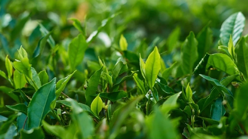 10+ loại lá tắm cho trẻ sơ sinh mát da phòng rôm sảy, mụn nhọt hiệu quả Tắm lá trà xanh cho trẻ sơ sinh