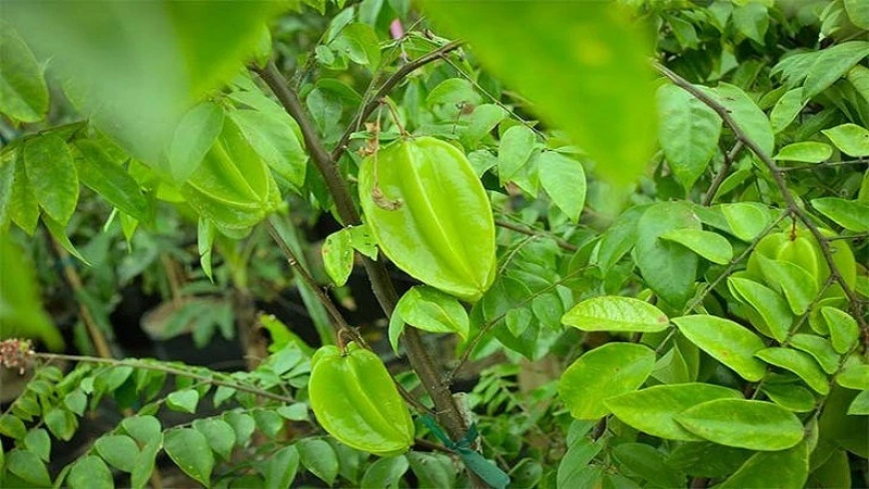 Tắm lá khế làm mát da, trị mề đay mẩn ngứa cho trẻ sơ sinh Tắm lá khế làm mát da, trị mề đay mẩn ngứa cho trẻ sơ sinh