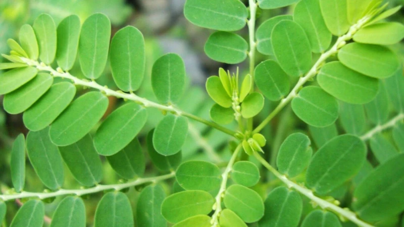 10+ loại lá tắm cho trẻ sơ sinh mát da phòng rôm sảy, mụn nhọt hiệu quả Tắm lá cây chó đẻ mát da, trị mụn nhọt cho trẻ sơ sinh
