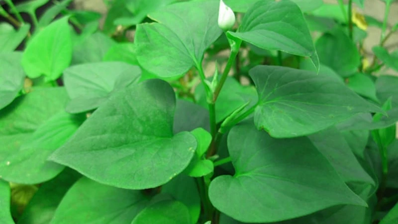 10+ loại lá tắm cho trẻ sơ sinh mát da phòng rôm sảy, mụn nhọt hiệu quả Tắm lá diếp cá làm mát da, trị rôm sảy cho trẻ sơ sinh