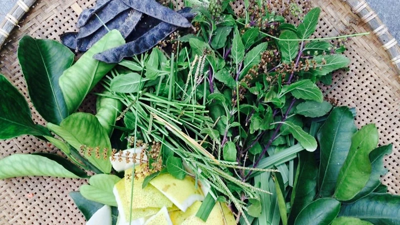 10+ loại lá tắm cho trẻ sơ sinh mát da phòng rôm sảy, mụn nhọt hiệu quả Trẻ sơ sinh nên tắm lá gì mát da