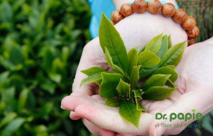 13+ cách chữa viêm da cơ địa cho trẻ sơ sinh an toàn, phù hợp với từng tình trạng bệnh Lá trà Shan tuyết
