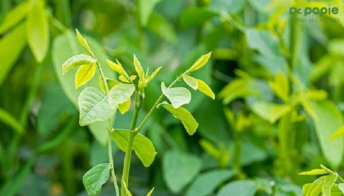 5+ cách trị trắng lưỡi ở trẻ sơ sinh an toàn, hiệu quả tại nhà Rau ngót trị trắng lưỡi cho trẻ