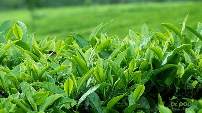 9+ cách trị viêm da cơ địa cho bé dứt điểm chỉ sau 10 ngày Trà xanh