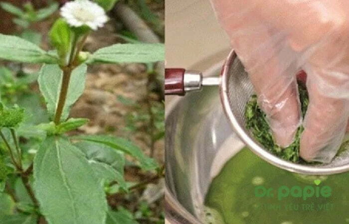 Bé bị viêm da cơ địa nên tắm lá gì? 6 lưu ý khi dùng lá tắm cho trẻ Nước lá cỏ nhọ nồi dùng để tắm cho trẻ mắc viêm da cơ địa