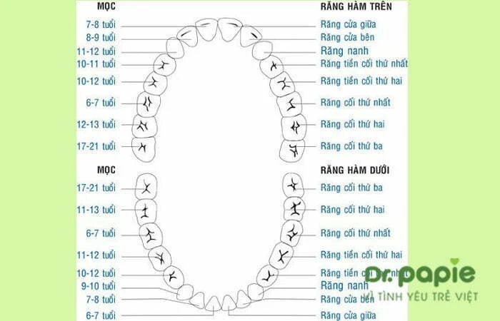 Bé mọc răng cấm bị sốt có sao không? Kéo dài bao lâu? 6 cách chăm sóc tại nhà! Sơ đồ mọc răng theo thời gian của trẻ
