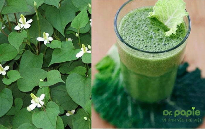 Cách giảm đau hạ sốt nhanh cho trẻ sau khi tiêm phòng cha mẹ nên biết Nước ép diếp cá dành cho trẻ bị sốt sau tiêm phòng