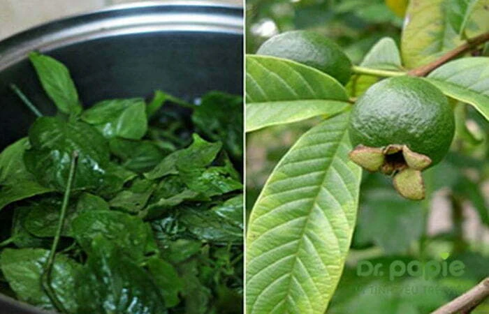 Nước tắm lá ổi trị chàm sữa cho bé