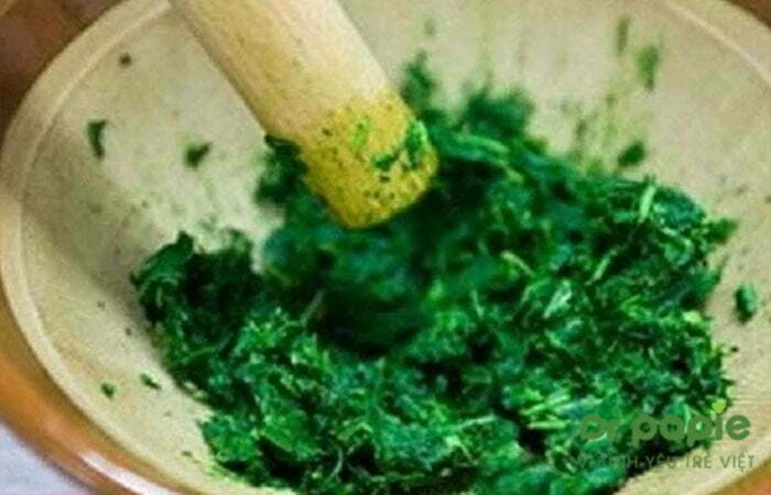 bã trầu không chữa chàm sữa cho bé