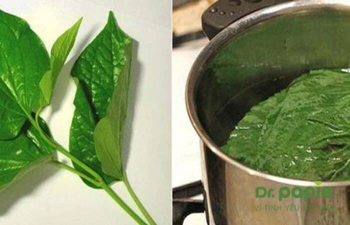 nước tắm lá trầu không