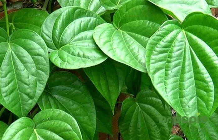 lá trầu không xanh, không bị sâu dùng để chữa chàm sữa