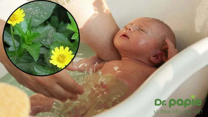 Hăm tã bao lâu thì khỏi và cách chữa hăm tã nhanh nhất Sài đất có tác dụng trị viêm nhiễm, mụn nhọt, làm mát da khi bé bị hăm