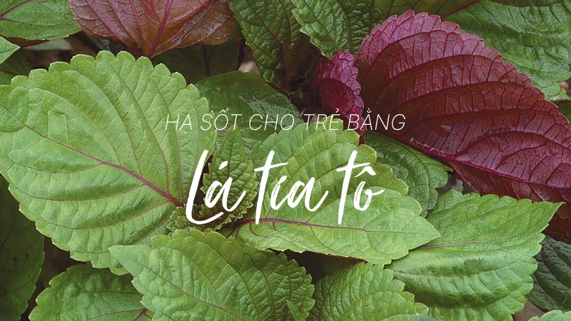 Hướng dẫn cách dùng lá tía tô hạ sốt cho trẻ đơn giản tại nhà Hạ sốt cho trẻ bằng lá tía tô