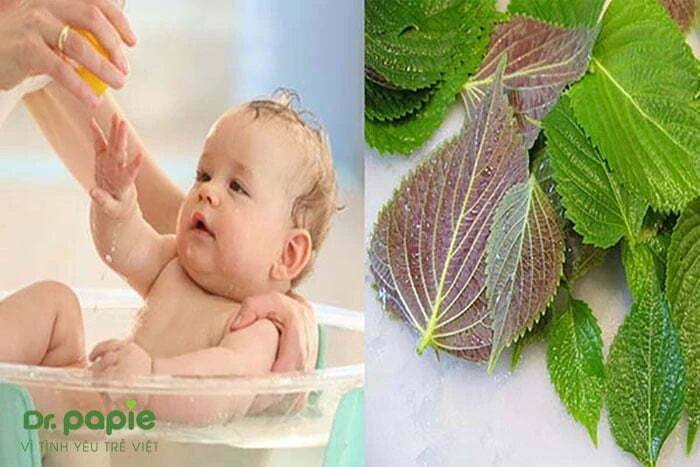 Hướng dẫn cách tắm lá tía tô trị rôm sảy cho trẻ sơ sinh hiệu quả Tắm lá tía tô trị rôm sảy cho trẻ