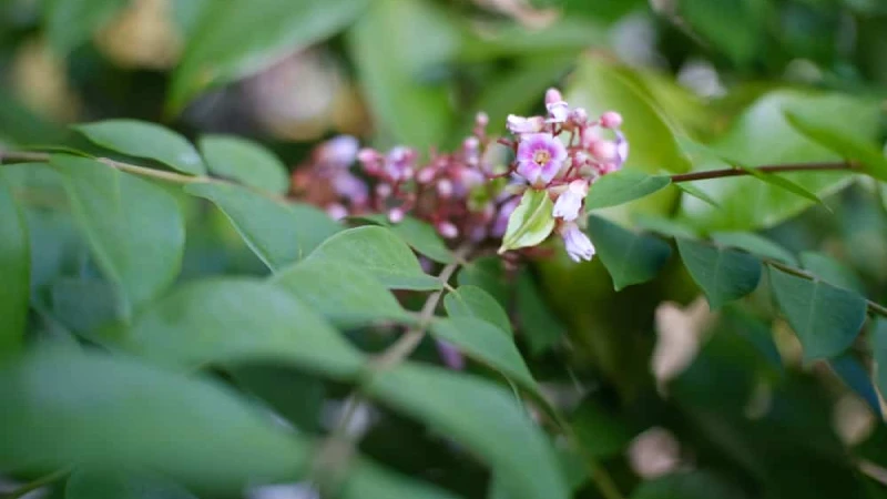 Lá Tắm Chữa Vàng Da Sinh Lý Cho Trẻ Sơ Sinh Loại Nào An Toàn? Tắm lá khế trị vàng da cho trẻ sơ sinh