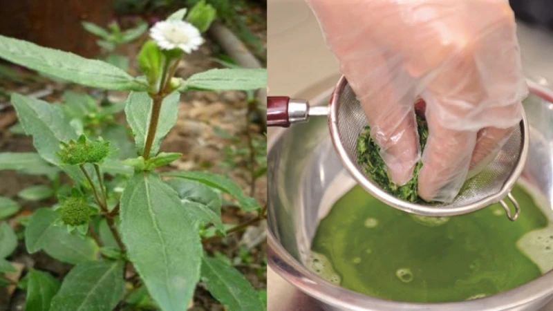 Hạ sốt cho trẻ bằng nhọ nồi Hạ sốt cho trẻ bằng nhọ nồi (2)