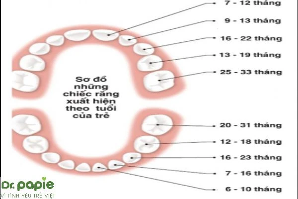 Mọc răng ở trẻ: dấu hiệu và quá trình mọc răng của trẻ mẹ nên biết Sơ đồ mọc răng của trẻ