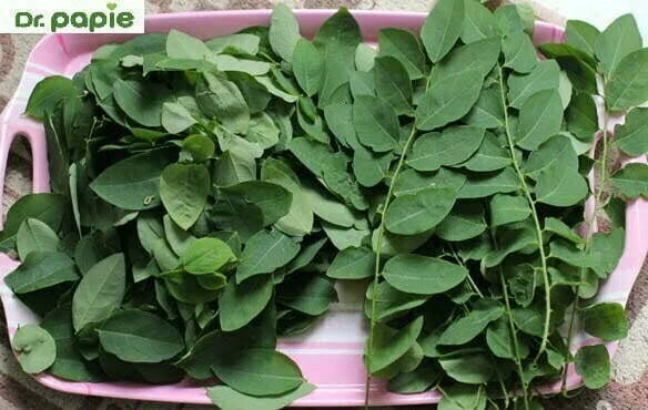 Rau ngót có trị khỏi được tưa lưỡi không? Hướng dẫn cách làm chi tiết. rau ngot co tri khoi duoc tua luoi khong huong dan cach lam chi tiet