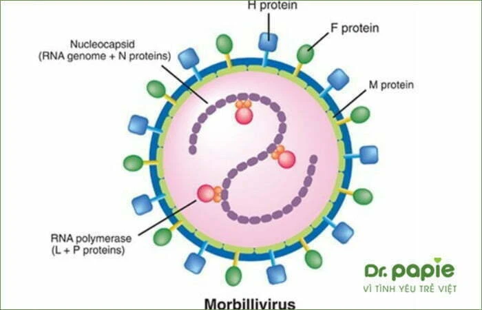 Sốt phát ban ở trẻ em bệnh học: Cơ chế bệnh sinh, chẩn đoán và cách điều trị Virus sởi