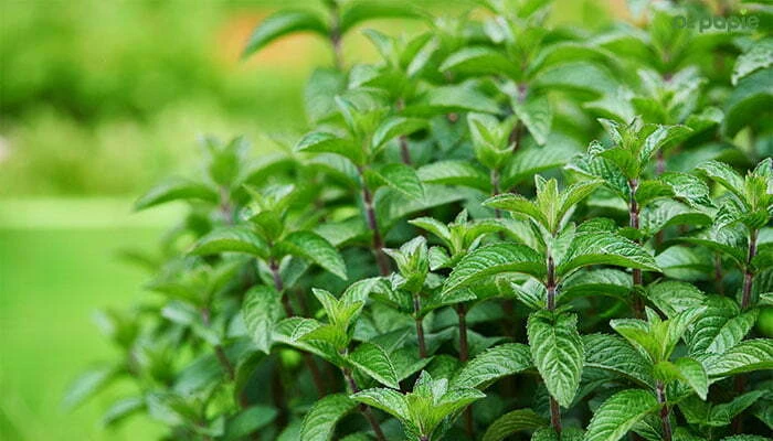 Sốt phát ban ở trẻ sơ sinh bao lâu thì khỏi, có nên tắm không? Chữa sốt phát ban