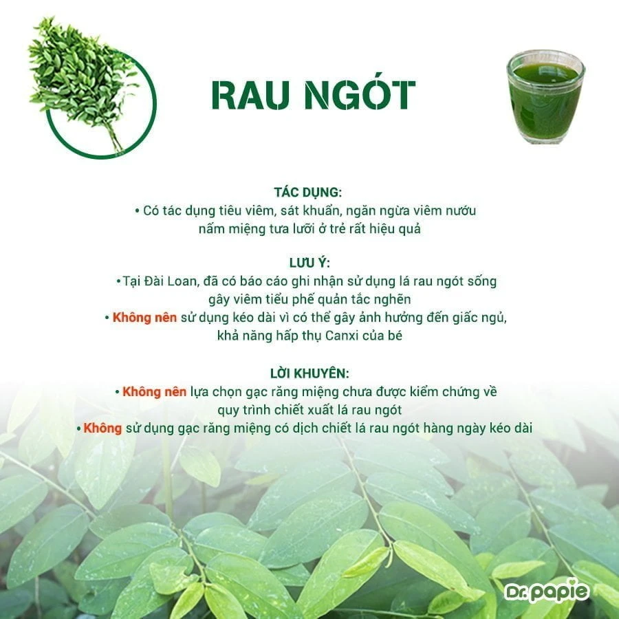 Thận trọng khi chọn thành phần gạc răng miệng cho bé Mẹ không nên sử dụng gạc chiết xuất trực tiếp lá ngót sống vì gây viêm phế quản tắc nghẽn
