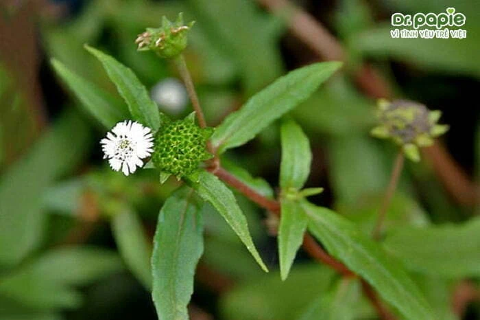 Cỏ mực trị tưa lưỡi trẻ sơ sinh