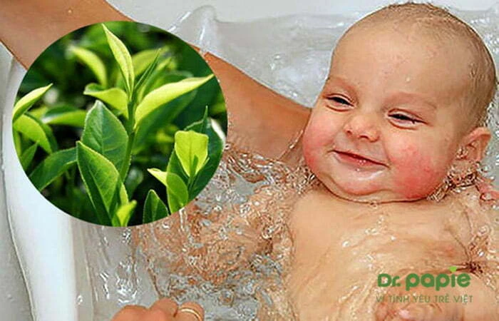 Trẻ bị chàm sữa tắm lá gì, tắm như thế nào để an toàn, hiệu quả Tắm cho trẻ bị chàm bằng lá trà Shan tuyết