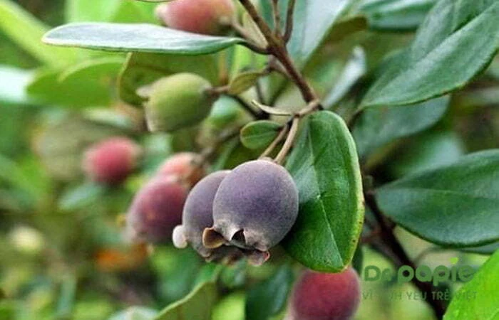 Trẻ bị chàm sữa tắm lá gì, tắm như thế nào để an toàn, hiệu quả Tắm cho trẻ bị chàm sữa bằng lá sim