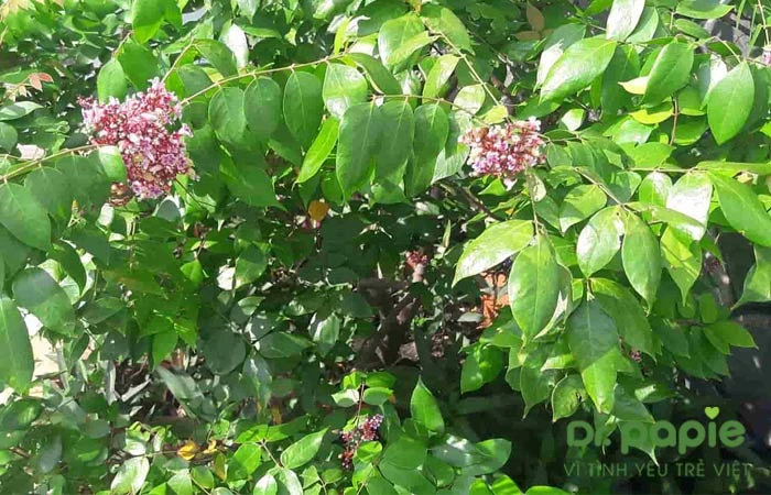 Trẻ bị chàm sữa tắm lá gì, tắm như thế nào để an toàn, hiệu quả Tắm cho trẻ bị chàm sữa bằng lá khế