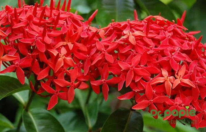 Trẻ bị chàm sữa tắm lá gì, tắm như thế nào để an toàn, hiệu quả Tắm cho trẻ bị chàm bằng lá đơn đỏ