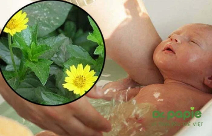 Trẻ bị chàm sữa tắm lá gì, tắm như thế nào để an toàn, hiệu quả Tắm lá sài đất cho trẻ bị chàm sữa