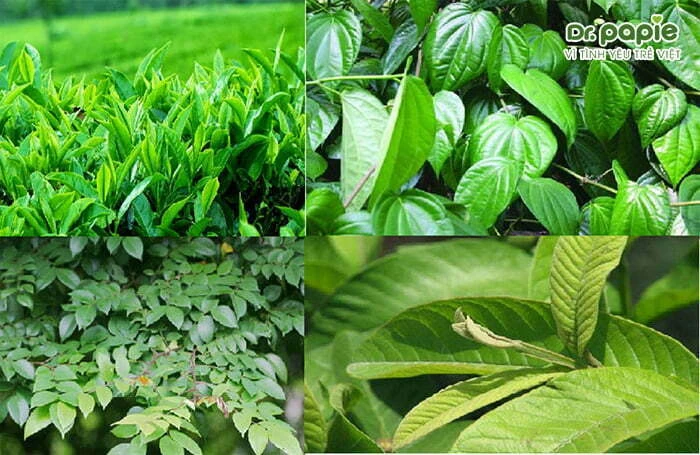 Trẻ bị hăm bỉm - Những điều quan trọng mẹ cần biết  Lá tắm dân gian