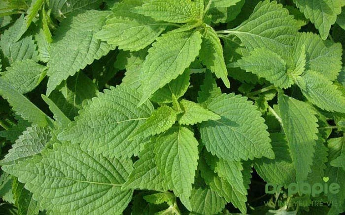 Sử dụng lá kinh giới để điều trị cho trẻ bị hăm tã mùa hè