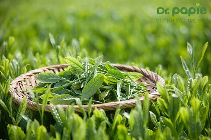 Sử dụng lá trà xanh để điều trị cho trẻ bị hăm tã mùa hè