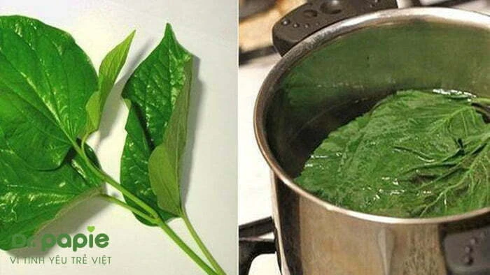 Đun lá trầu không trị hăm tã cho bé