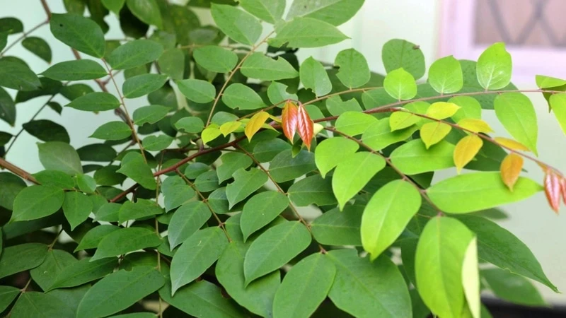 Tắm lá khế trị rôm sảy cho trẻ em Tắm lá khế trị rôm sảy cho trẻ em