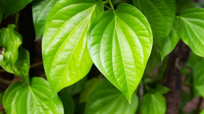 Trẻ bị rôm sảy mẩn ngứa tắm lá gì - gợi ý 10+ loại lá tắm trị rôm sảy hiệu quả Tắm lá trầu không trị rôm sảy