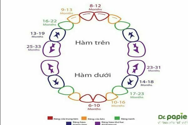 Trẻ mọc răng khi nào- 5 giai đoạn mọc răng của trẻ nhỏ tre moc rang khi nao 5 giai doan moc rang cua tre nho 1