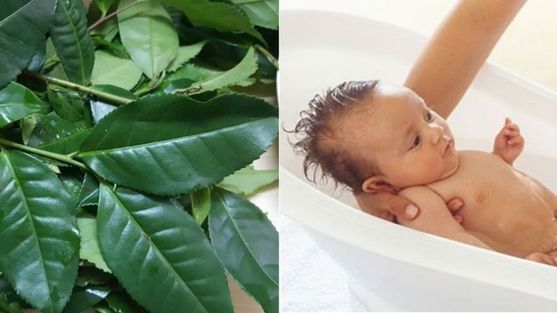 Công dụng làm mát, hỗ trợ phòng rôm sảy từ trà Shan Tuyết vùng cao 1 Cong dung lam mat phong rom say tu tra shan tuyet 1