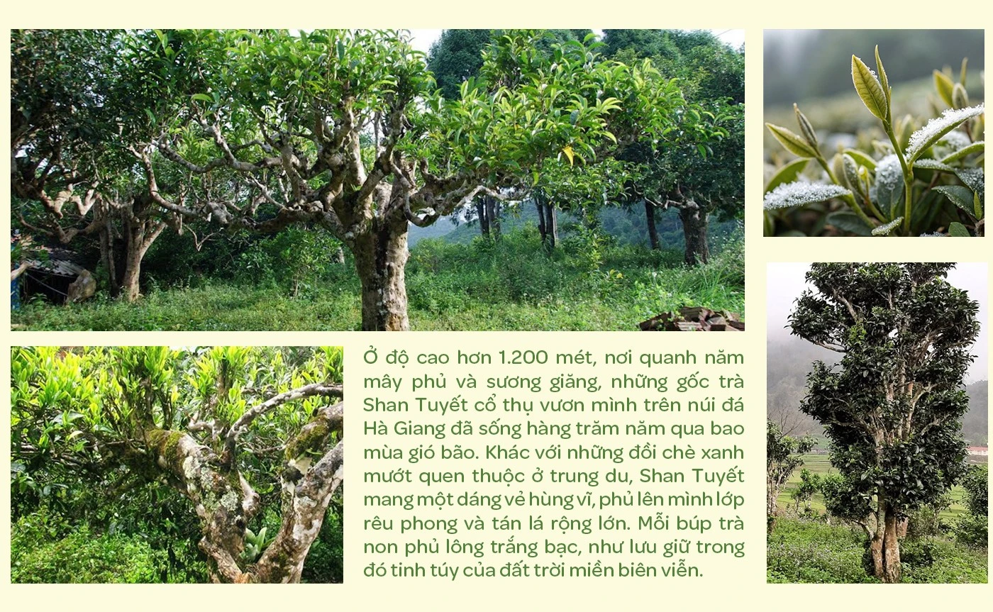 Tra Shan tuyet E magazine 6